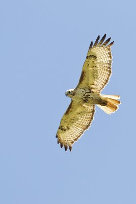 red-tailed hawk 073111_MG_9488