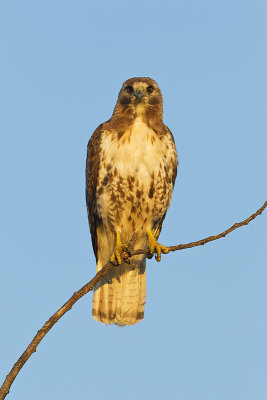 red-tailed hawk 080111_MG_0632