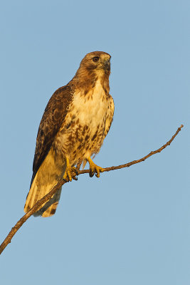 red-tailed hawk 080111_MG_0653