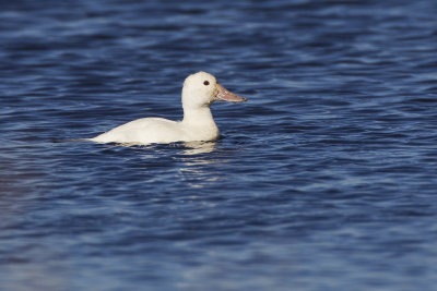 ruddy duck (albino or leucistic?) 090511_MG_2572