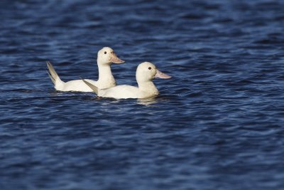 ruddy ducks (albino or leucistic?) 090511_MG_2703