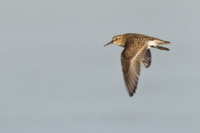 baird's sandpiper 082811_MG_7469