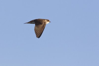 bank swallow 082011_MG_7264