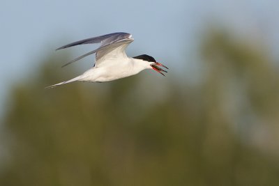 common tern 081611_MG_5530