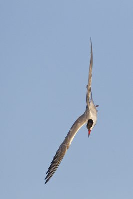 common tern 081611_MG_5610