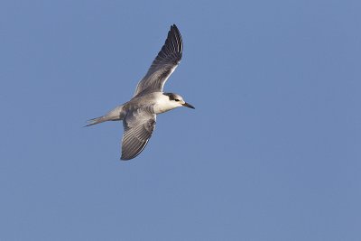 common tern 082811_MG_8887