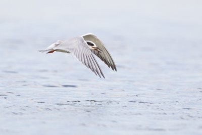 forster's tern 081411_MG_3772