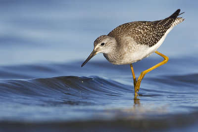 lesser yellowlegs 082811_MG_7803