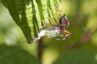 orb-weaving spider with treehopper prey 081311_MG_4331