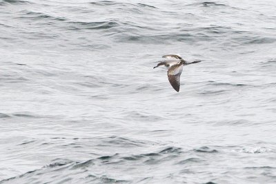 buller's shearwater 091811_16T6638