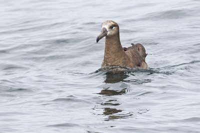 black-footed albatross 091811_16T7360