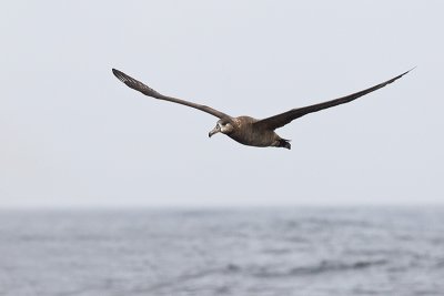 black-footed albatross 091811_16T7119