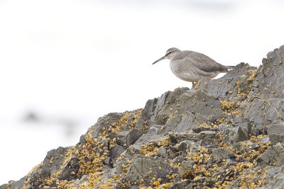 wandering tattler 091711_16T4271