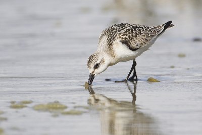 sanderling 091711_16T4910