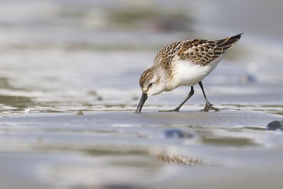 western sandpiper 091711_16T5145