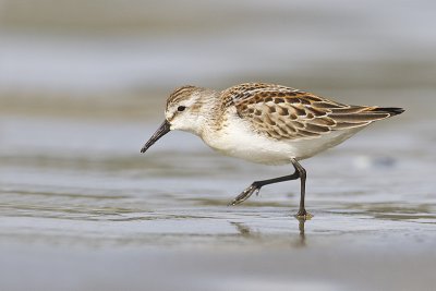 western sandpiper 091711_16T5163