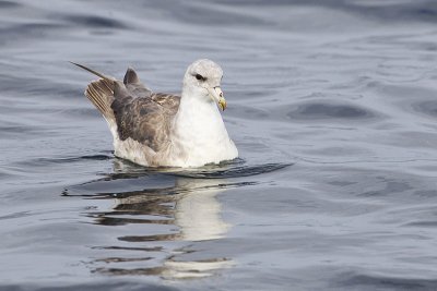 northern fulmar 091811_16T6745