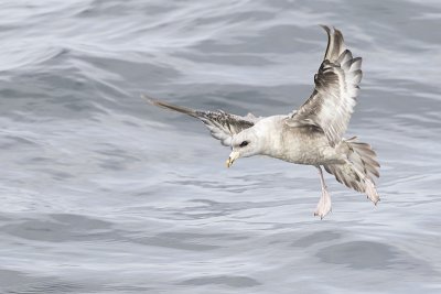 northern fulmar 091811_16T7322