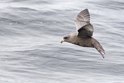northern fulmar 091811_16T7494