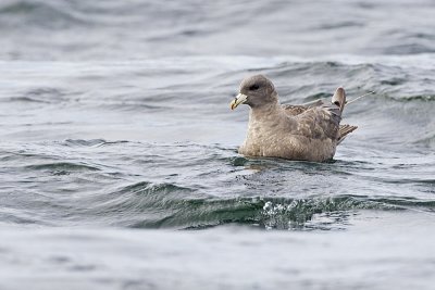 northern fulmar 091811_16T7505