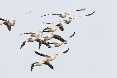 american white pelicans 090411_MG_1412