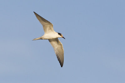 common tern 090311_MG_0513