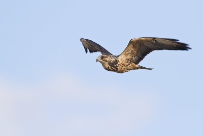 swainson's hawk 091211_MG_7792