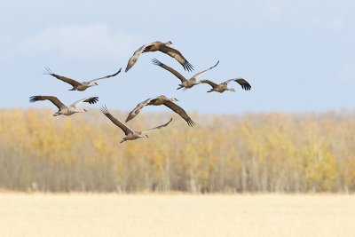 sandhill cranes 100211_MG_0576