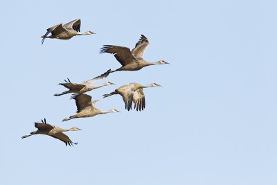 sandhill cranes 100211_MG_0617