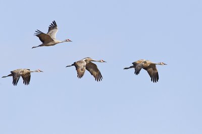 sandhill cranes 100211_MG_0628