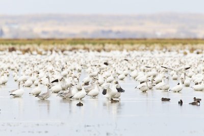 snow geese 100211_MG_1467