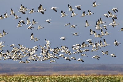 snow geese 100211_MG_1684