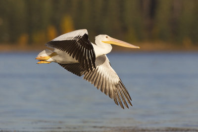 american white pelican 092411_16T8796