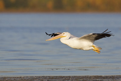 american white pelican 092411_16T8820