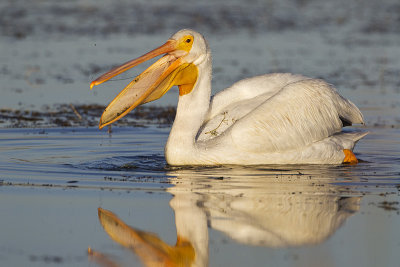 american white pelican 092411_16T8939