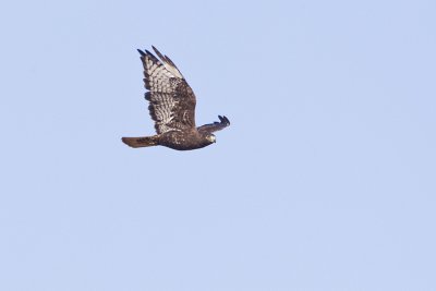 red-tailed hawk 092411_16T8267