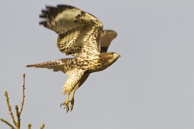 red-tailed hawk 092511_MG_9597