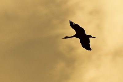 sandhill crane 092511_MG_9483