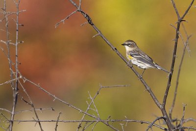 yellow-rumped warbler 092711_MG_9865