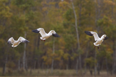 snow geese 100111_MG_0168