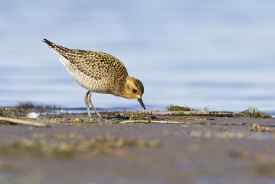 pacific golden-plover 100811_MG_2469