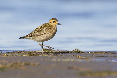 pacific golden-plover 100811_MG_2477
