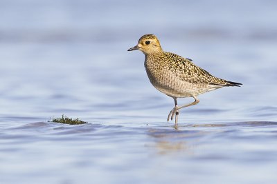 pacific golden-plover 100811_MG_2591