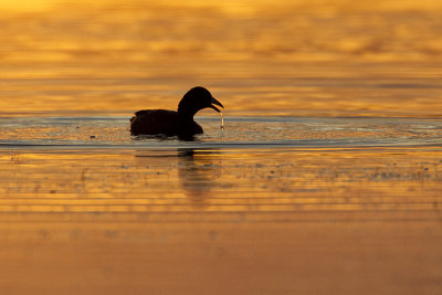 american coot 101011_MG_4066