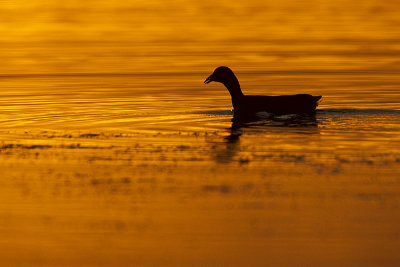 american coot 101011_MG_4081