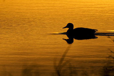 duck silhouette  100811_MG_3054