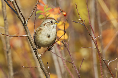 american tree sparrow 101111_MG_4192
