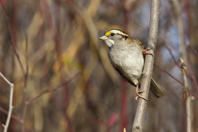 white-throated sparrow 101111_MG_4221