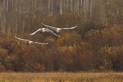 tundra swans 101411_MG_4807