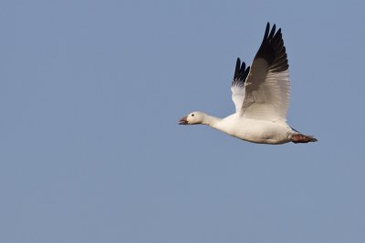 snow goose 101611_MG_5205